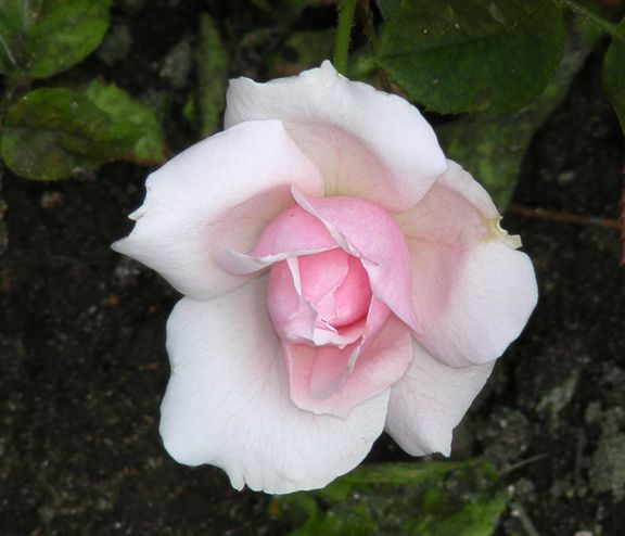 Country Music photo cm2014_07300047_zps53c0533a.jpg